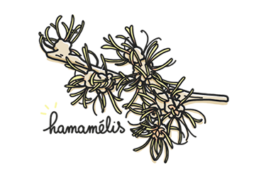 masque beaute hamamelis